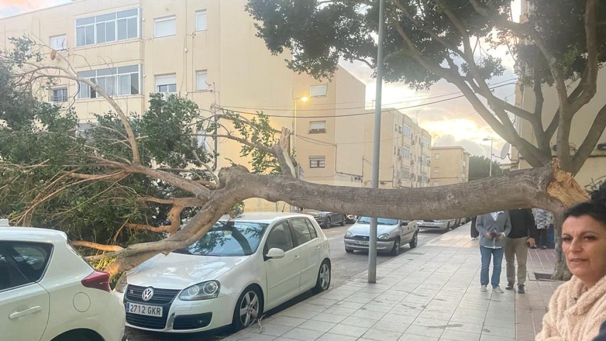 Un árbol caído tras el temporal de este jueves.
