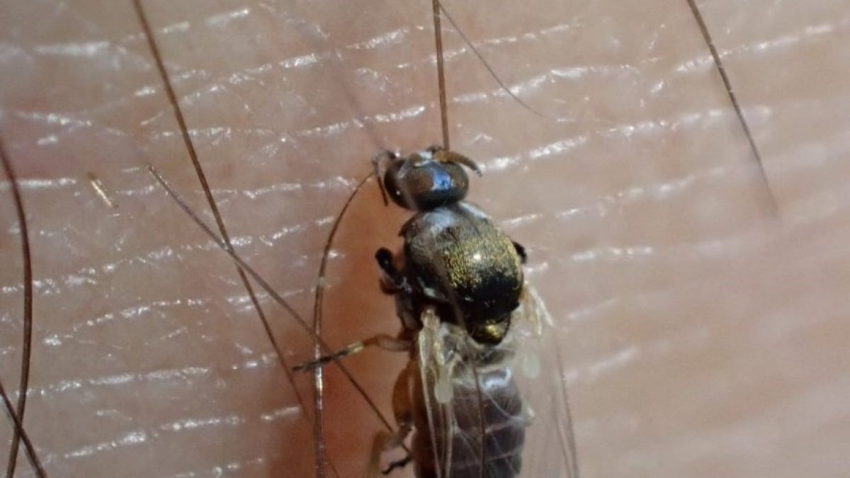 El insecto descubierto en Almería.