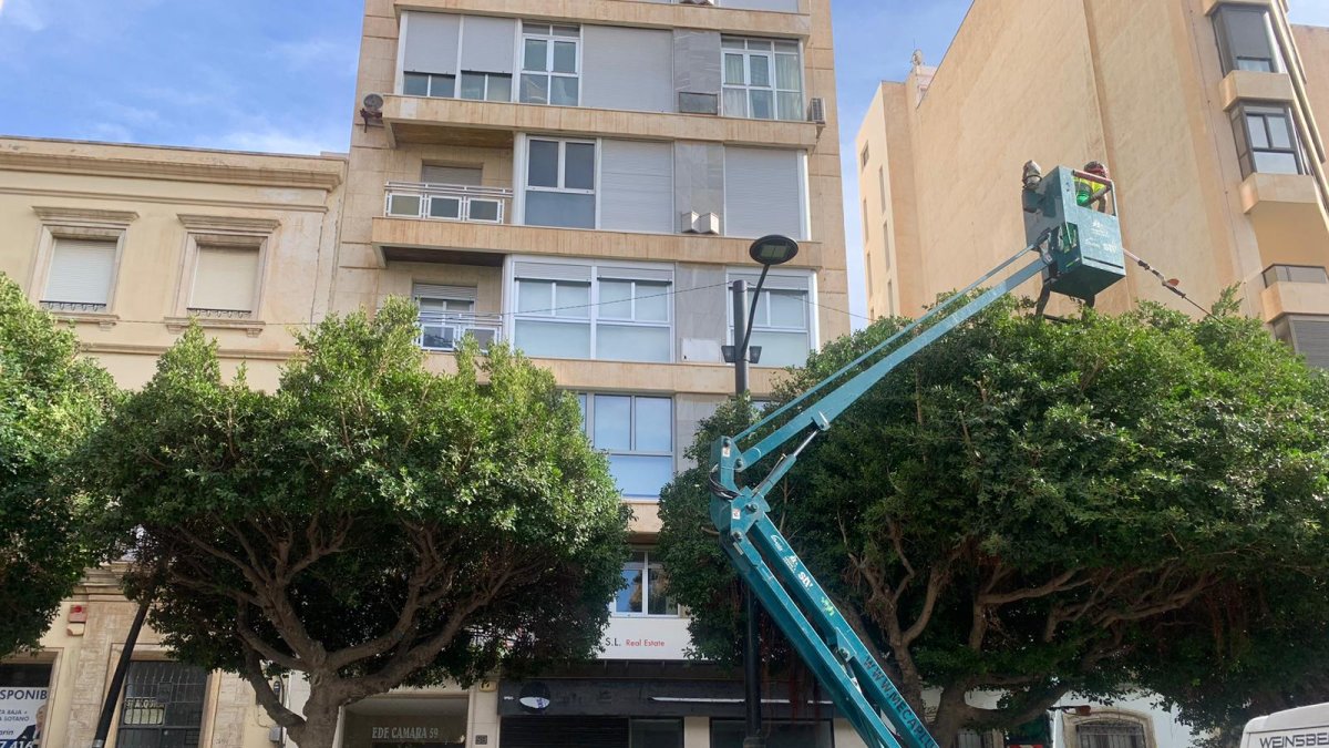 Momento en el que se realiza la poda en el Paseo de Almería