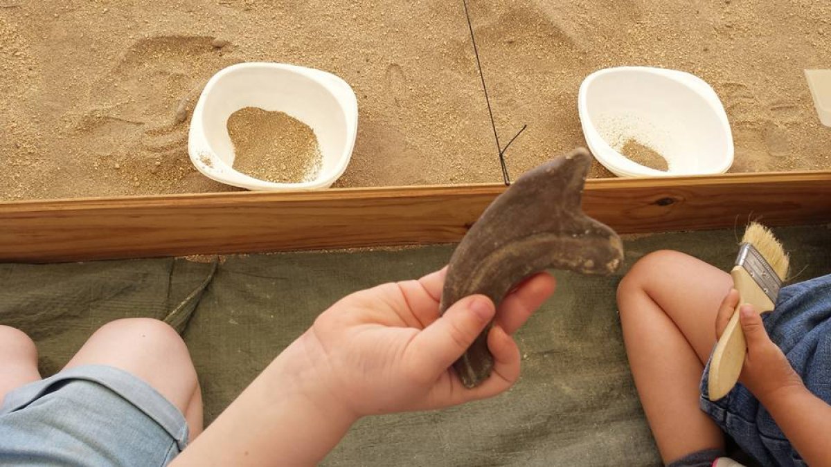 Clasificar e identificar fósiles, una actividad que despierta la curiosidad infantil.