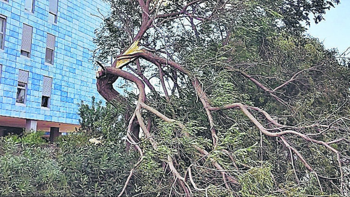 Árbol quebrado por un temporal de viento.