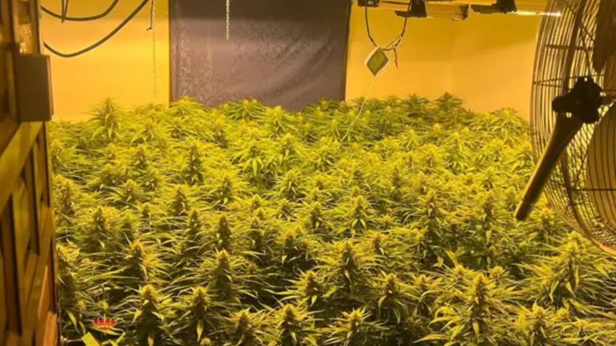 Cultivo de marihuana en Tabernas.