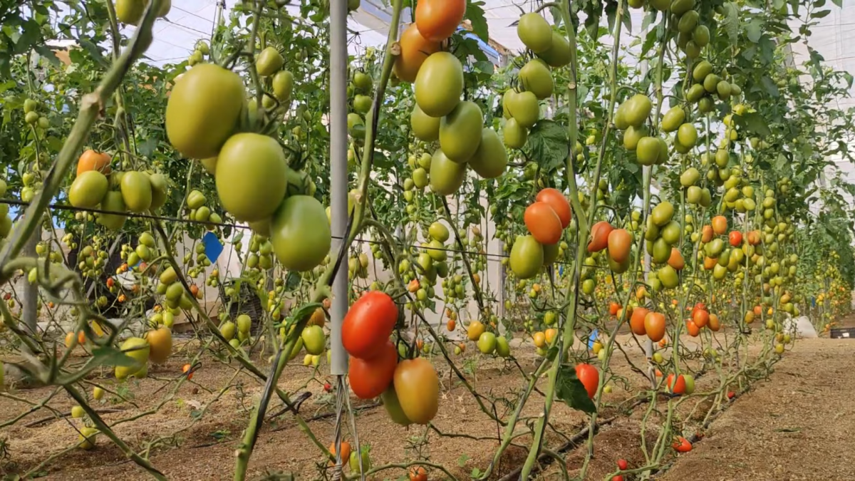 Una cosecha de Arondir en planta.