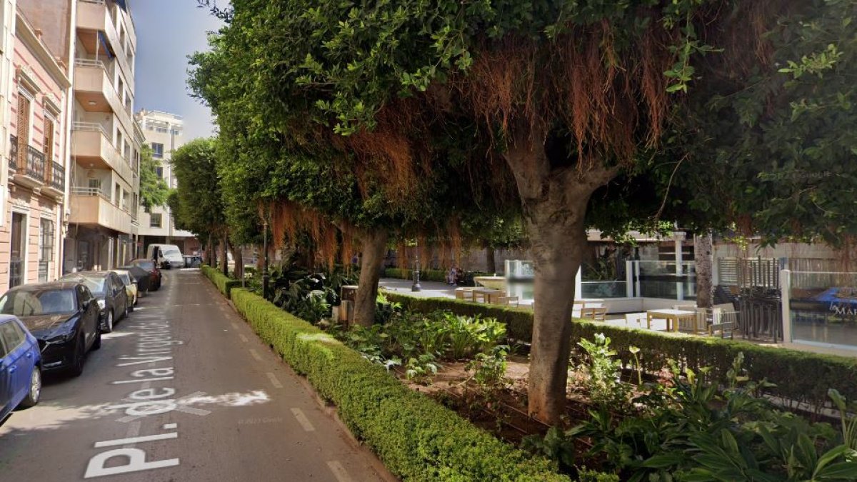 Los ficus de la plaza Virgen del Mar, parte del problema.