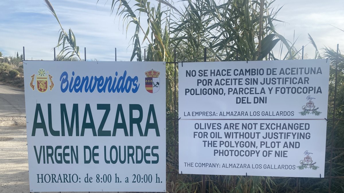 La almazara Virgen de Lourdes, de Los Gallardos, exige la identificación del polígono y la parcela de donde proviene la aceituna Foto: La Opinión