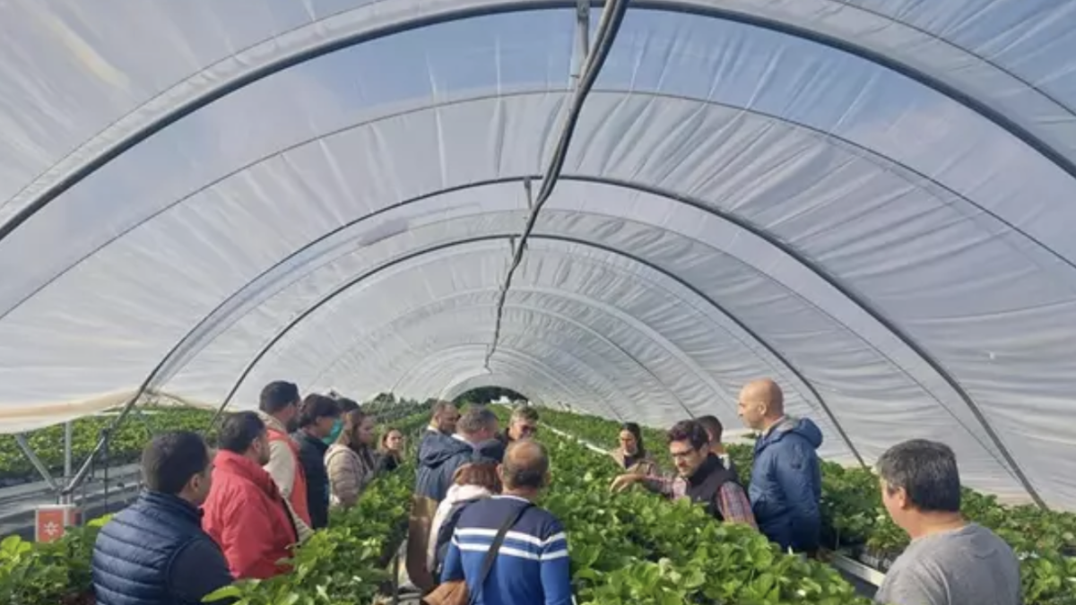 Imagen de un invernadero en la provincia de Huelva. IFAPA