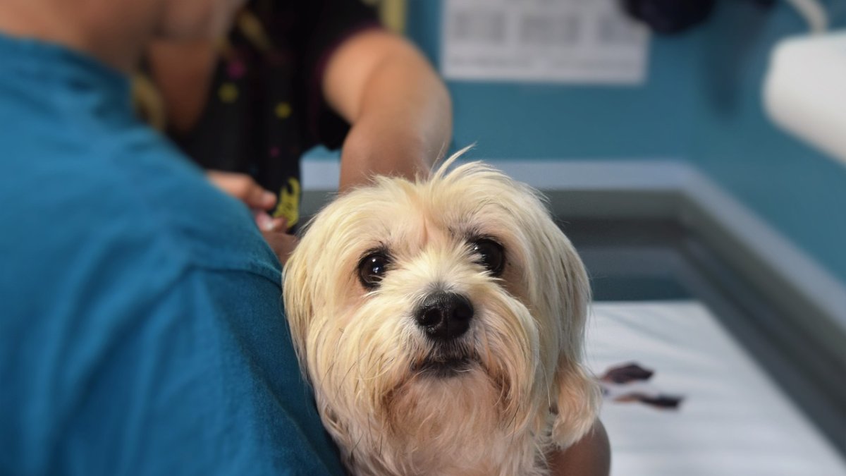 Los perros podrán acompañar a sus dueños en sus últimos momentos.