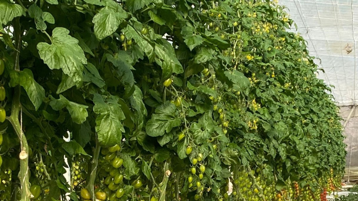 Carbonite en la finca de Juan Antonio Antequera.