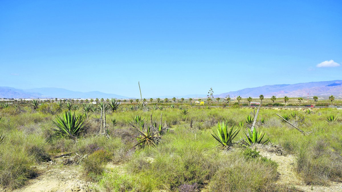 Suelos en los que se desarrollará el Dreambeach