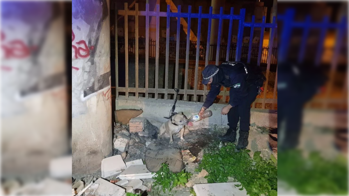 Un agente de la Policía Local da agua al perro abandonado.