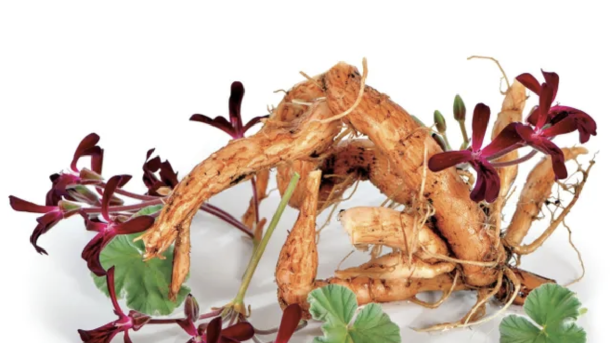 El Pelargonium sidoides es más conocido como geranio africano porque es originario de Sudáfrica