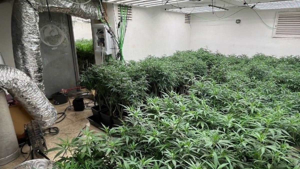 Foto de archivo de una plantación de marihuana en un inmueble.