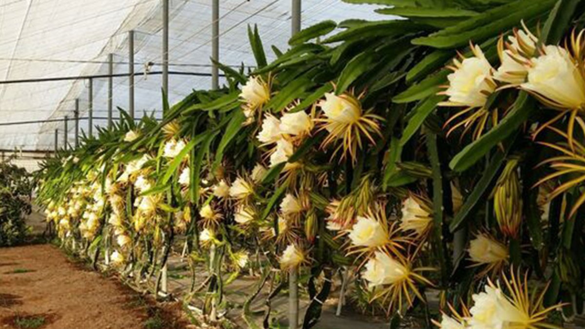 Fundación UAL-Anecoop, flor pitahaya.