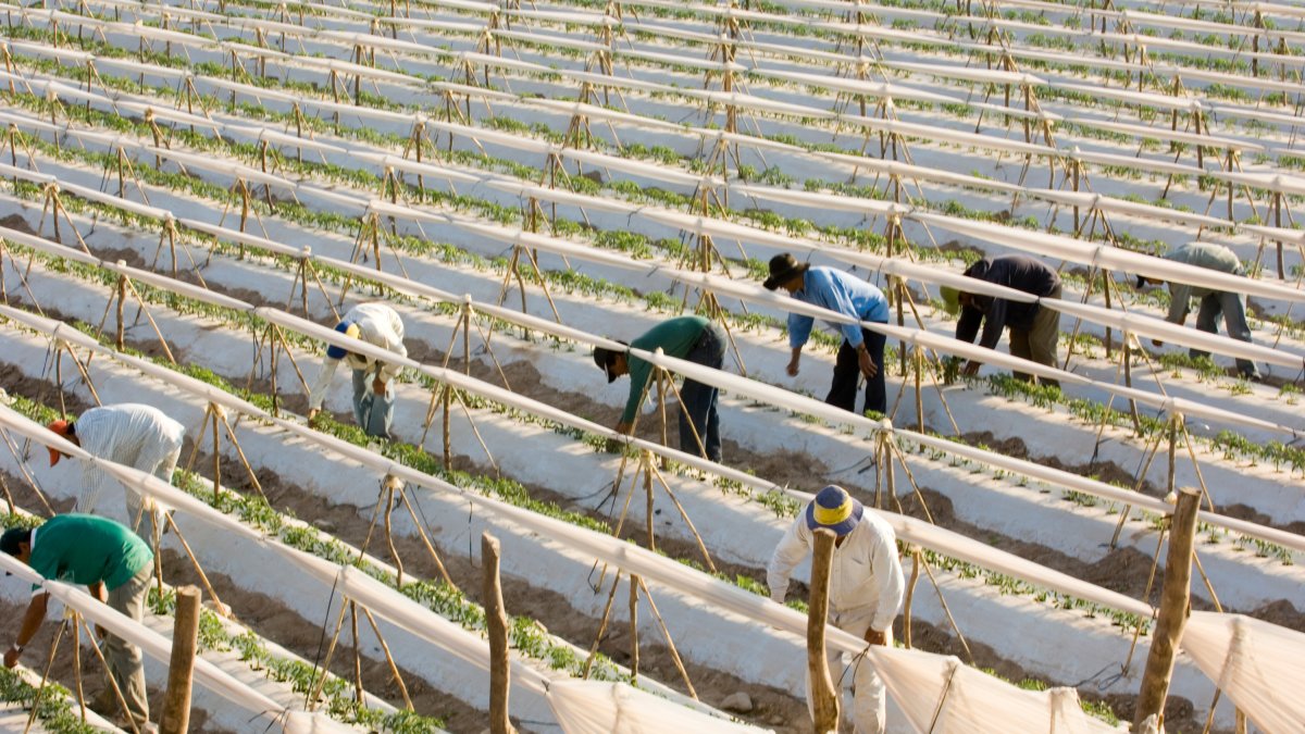 Trabjadores en un invernadero.