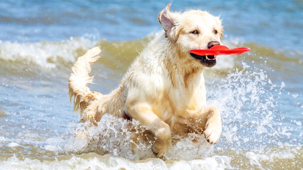 Perro en la playa. FOTO: Redcanina.es
