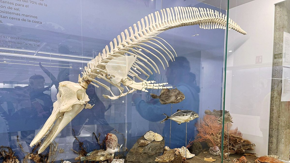 Una de las vitrinas del Pabellón de Historia Natural.