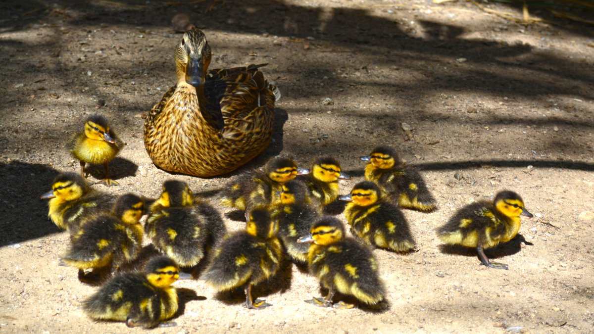 Familia de patos.