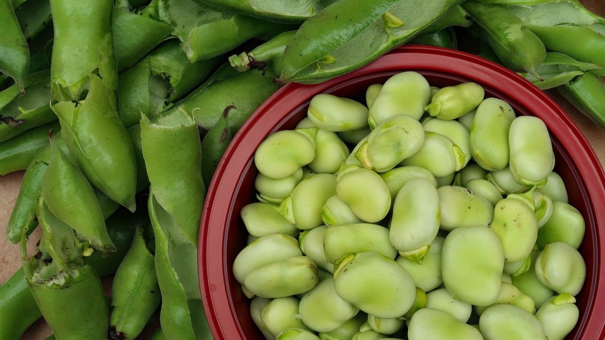 Tortilla de habas para cenar este martes.