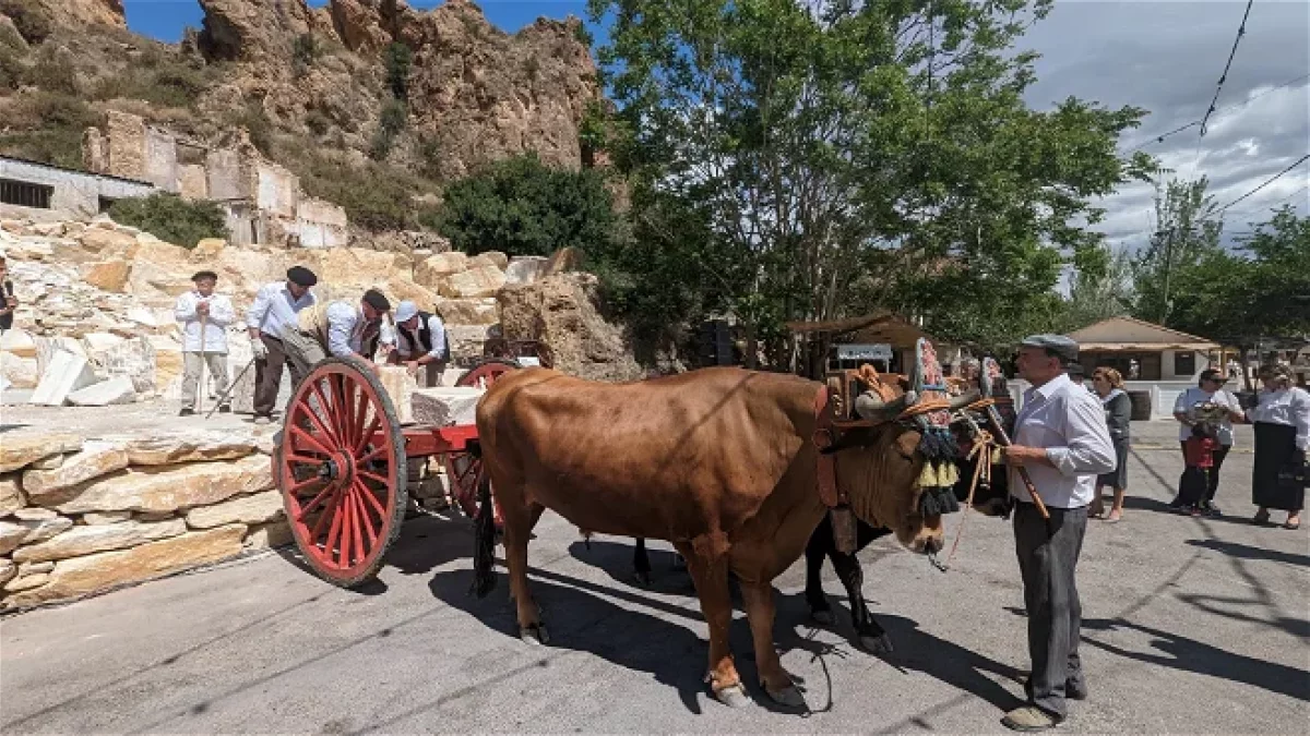 Durante la recreación también se puede observar cómo los bueyes transportaban antaño el mármol.