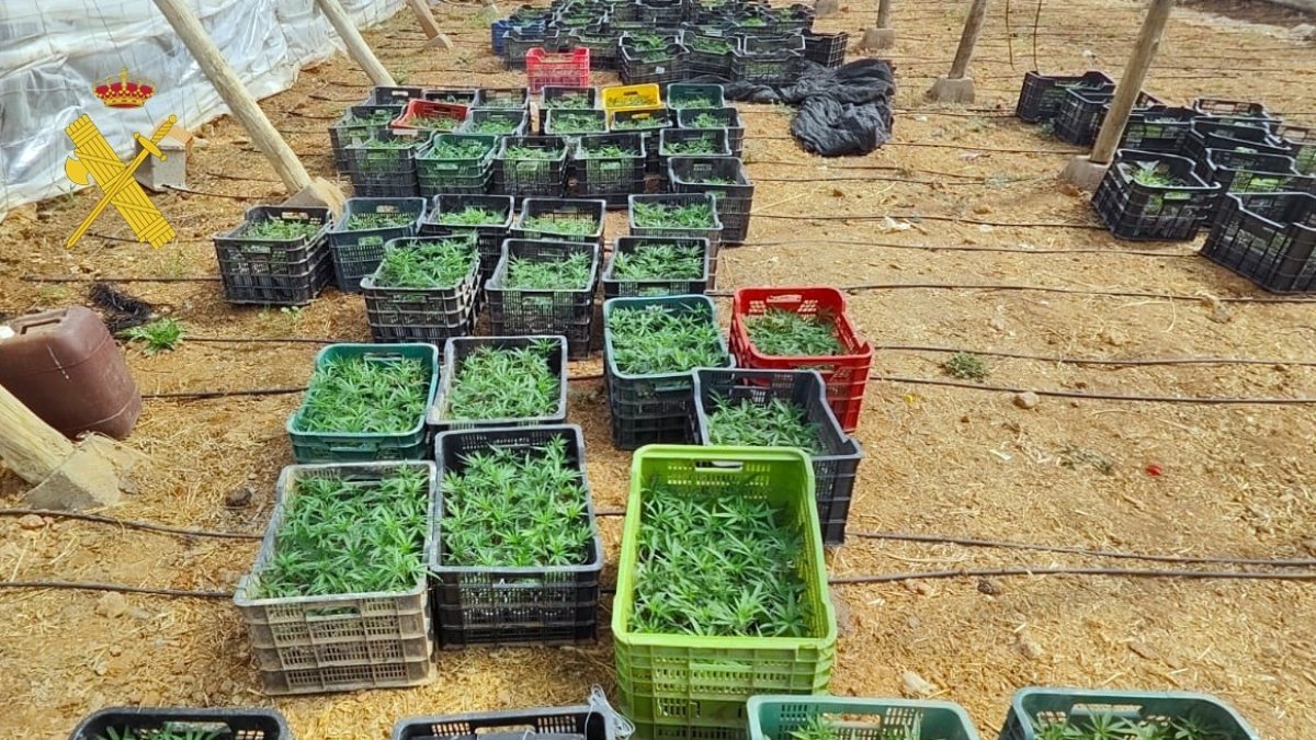 Imagen de las incautaciones en uno de los registros.