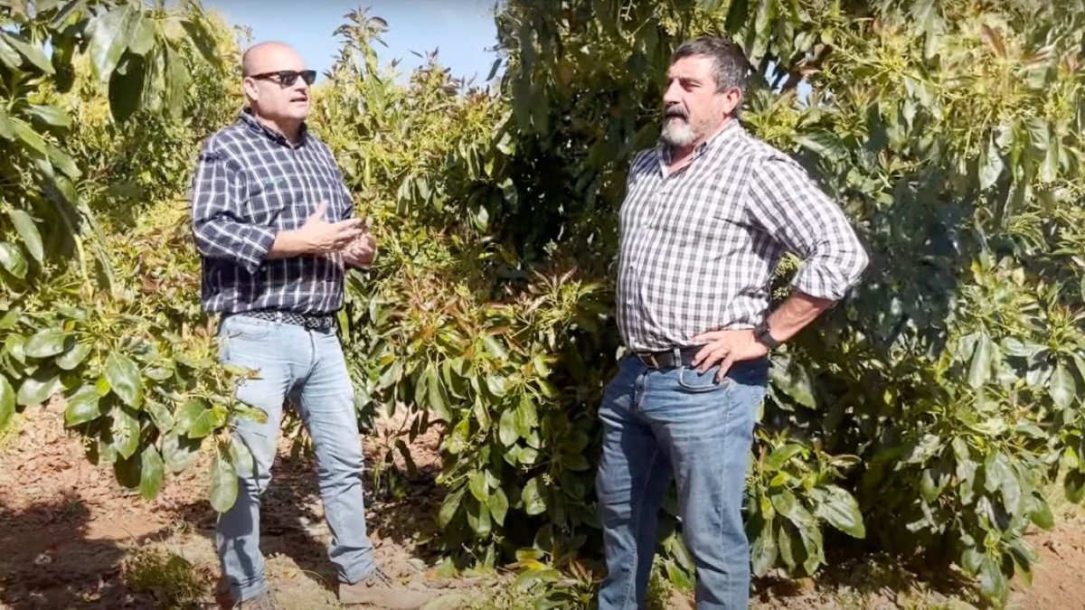 Ángel Ruiz Serna, gerente de Ecoculture, y Néstor Coltell, Country Manager, en cultivo de aguacate