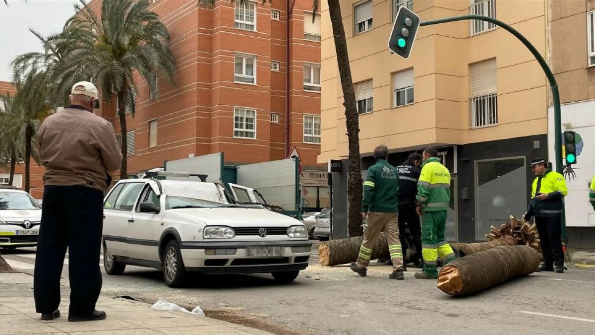 Imagen tras la caída de la palmera en 2022