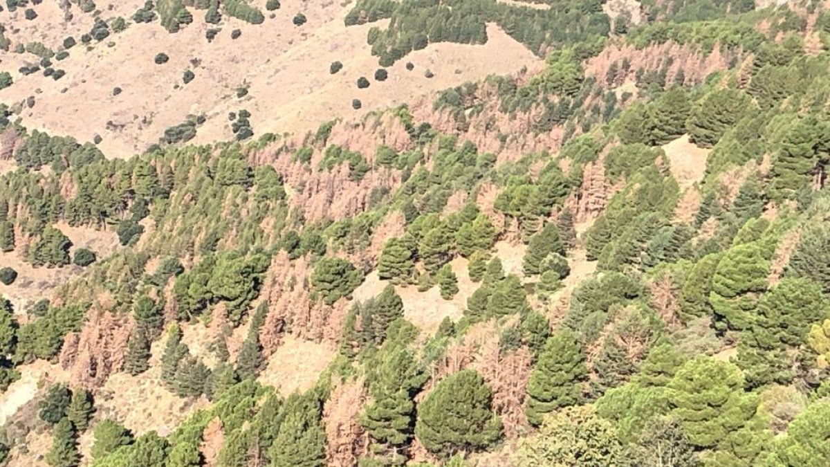 Paisaje con pinos sanos y pinos en decaimiento