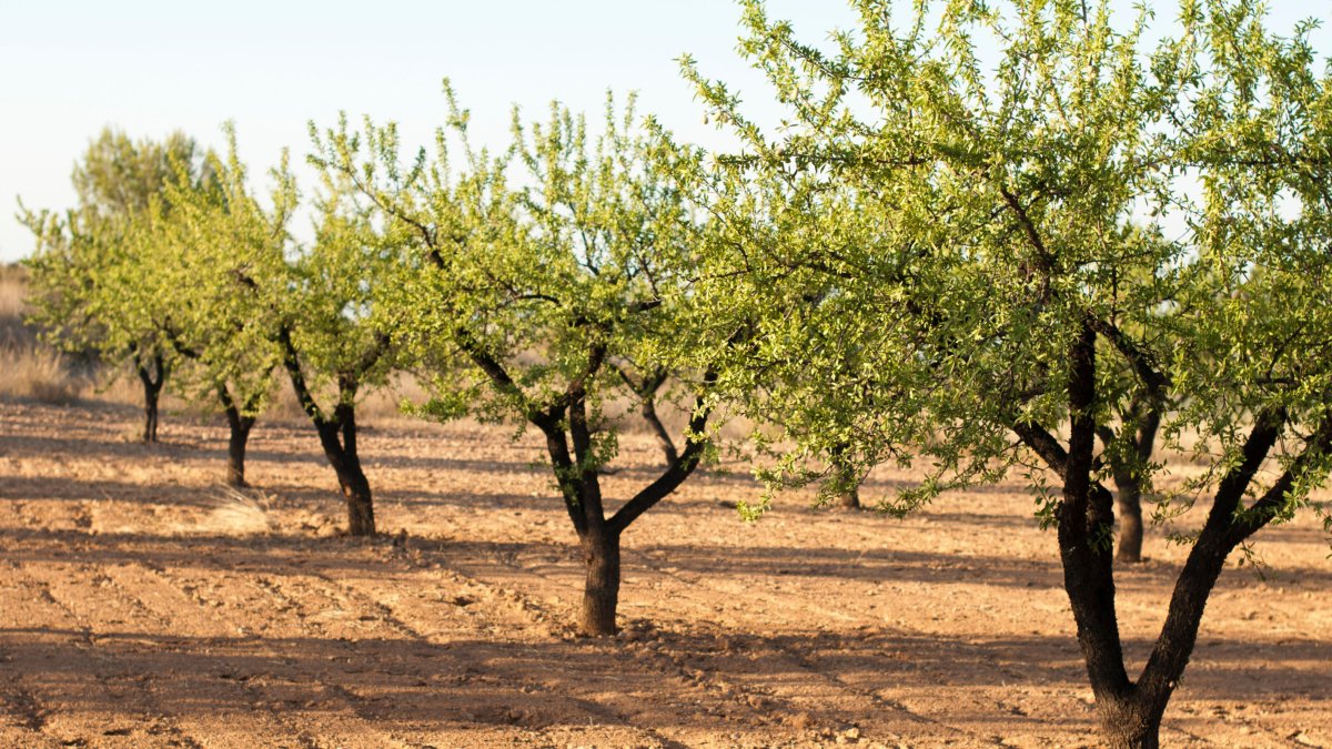 Agricultura ecológica