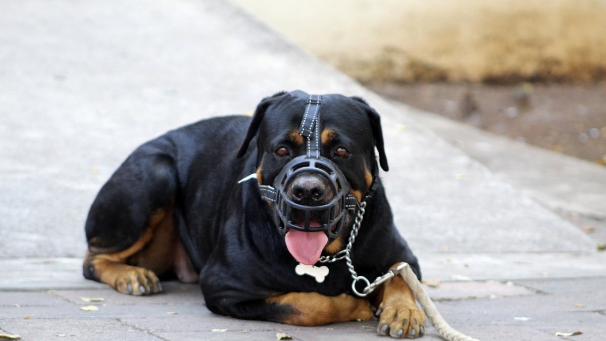 Un perro con bozal, en una imagen de archivo.