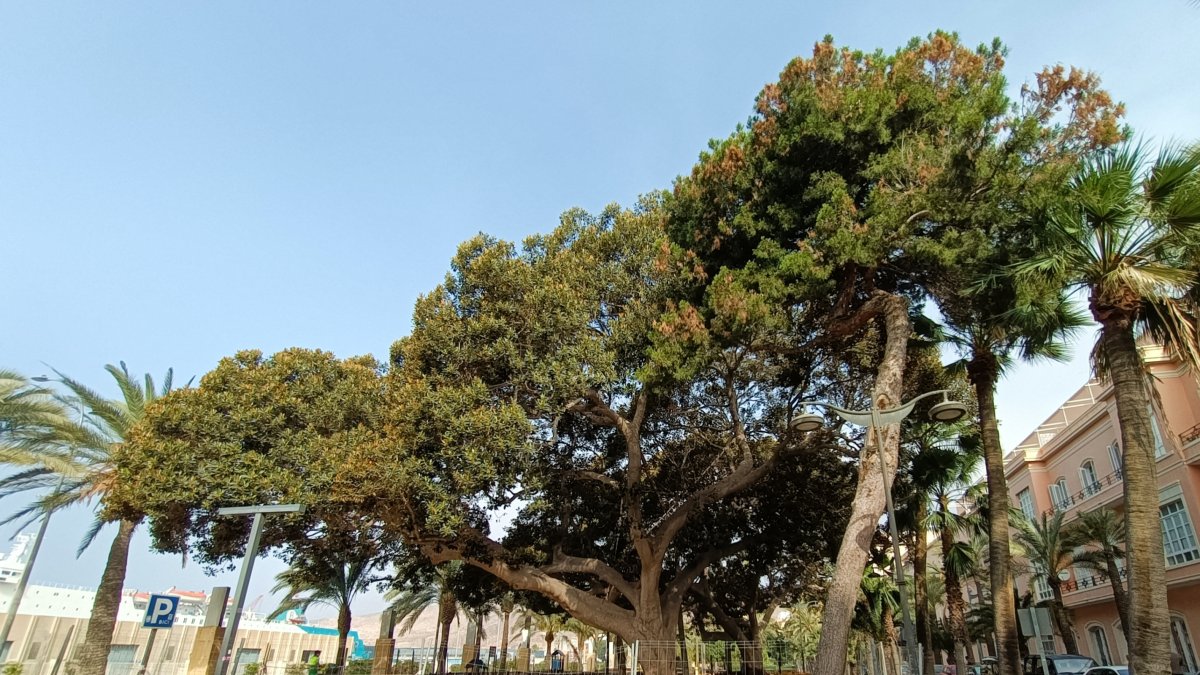 Ficus centenarios del Parque Nicolás Salmerón.