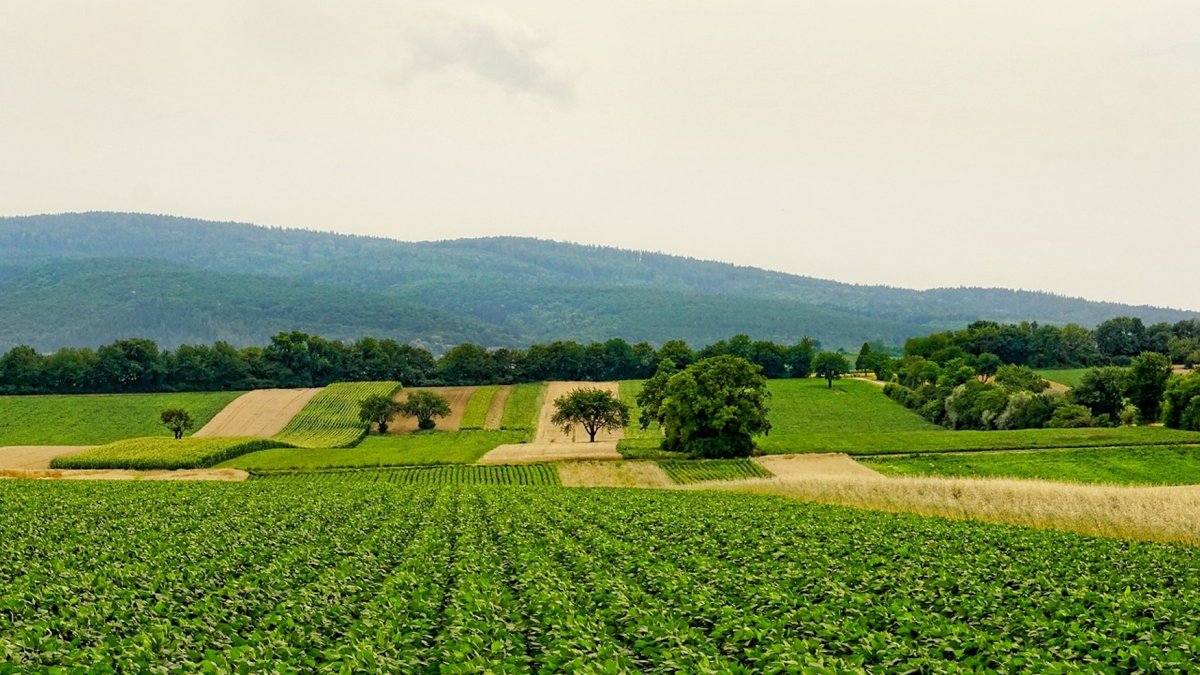 El importe total de las ayudas directas para la actual campaña asciende a 4.882 millones de euros