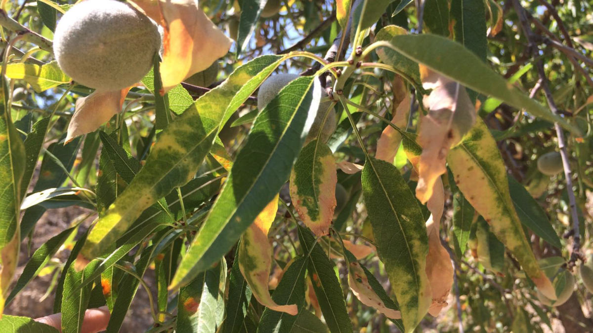 Almendro afectado por Xylella fastidiosa