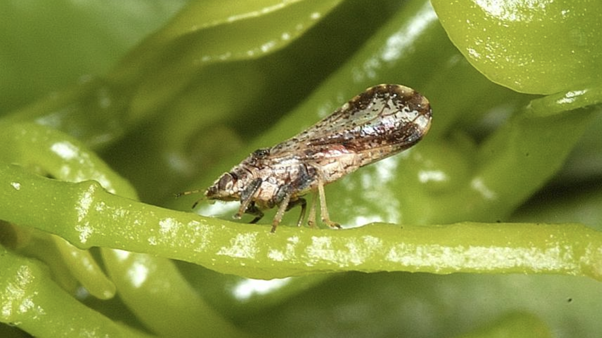 Riesgos para la citricultura europea