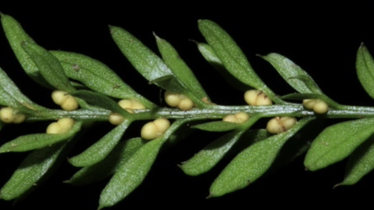 Tmesipteris oblanceolata