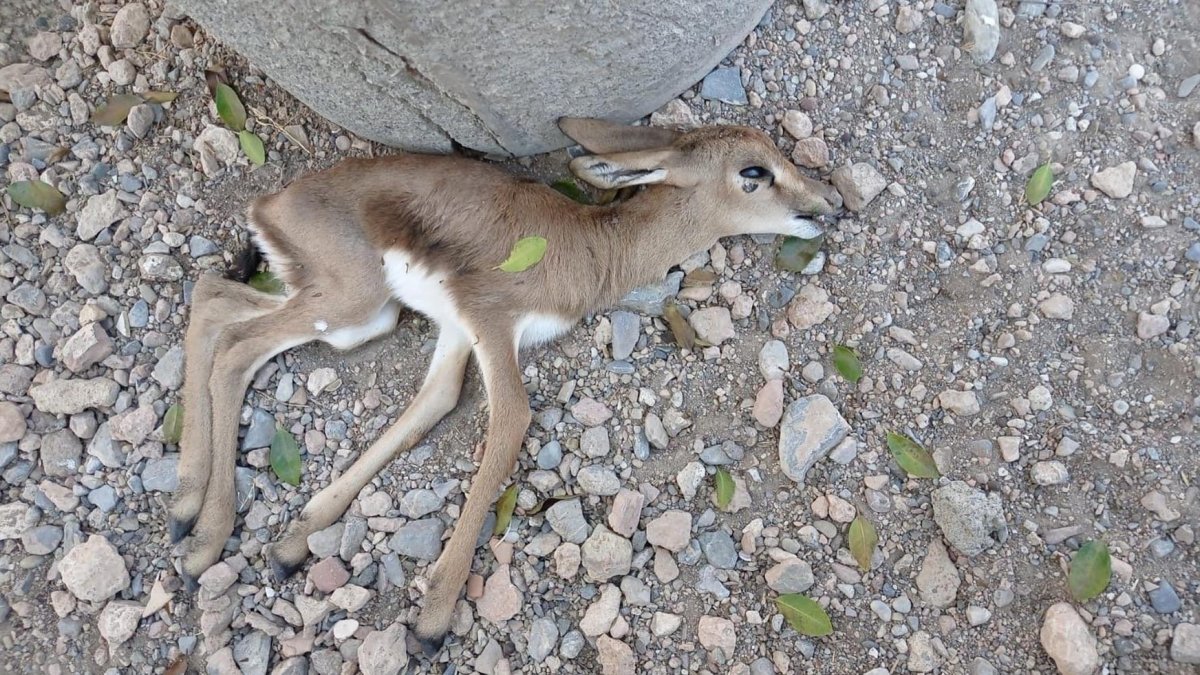 Ejemplar de gacela fallecido en la Finca Experimental La Hoya de Almería.