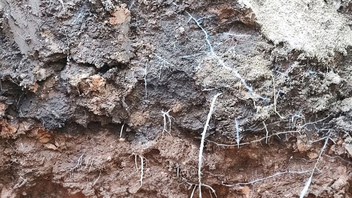 Radivell Vital