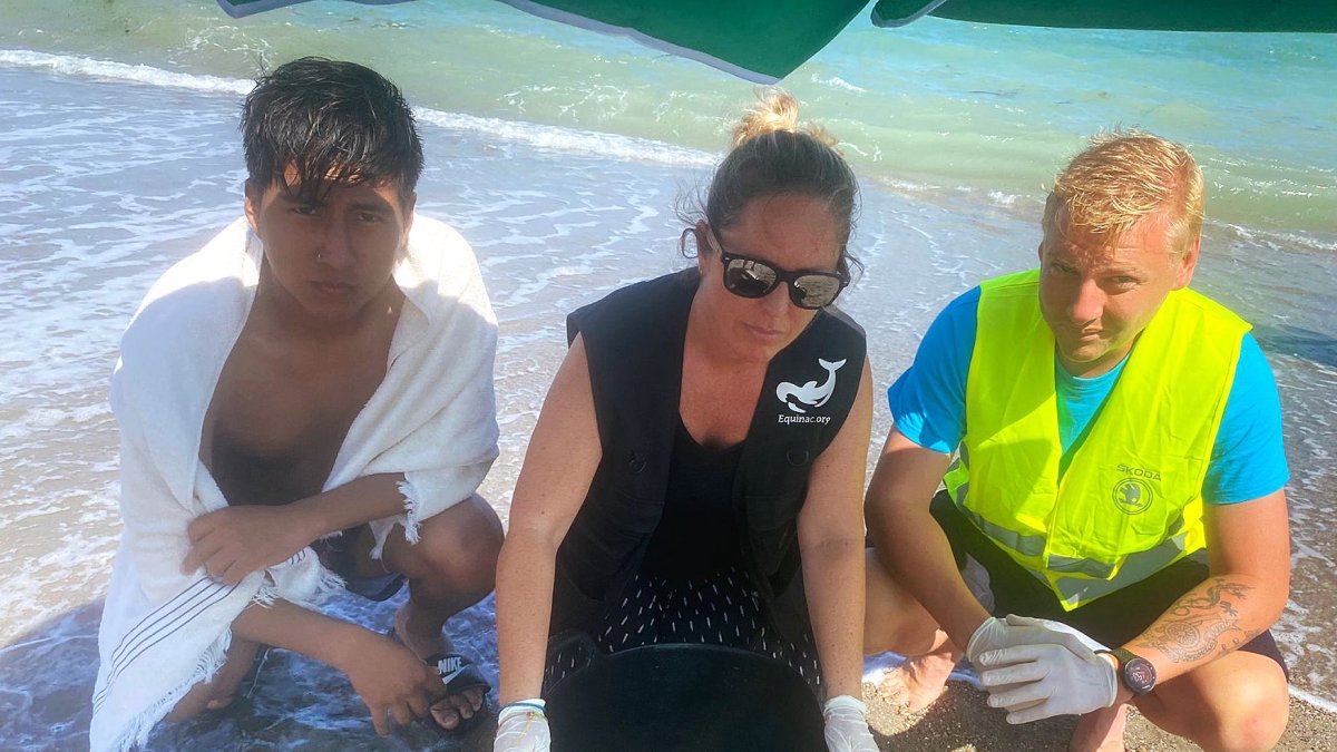 La tortuga atendida por los profesionales y tras la primera actuación de unos bañistas. Foto: Equinac