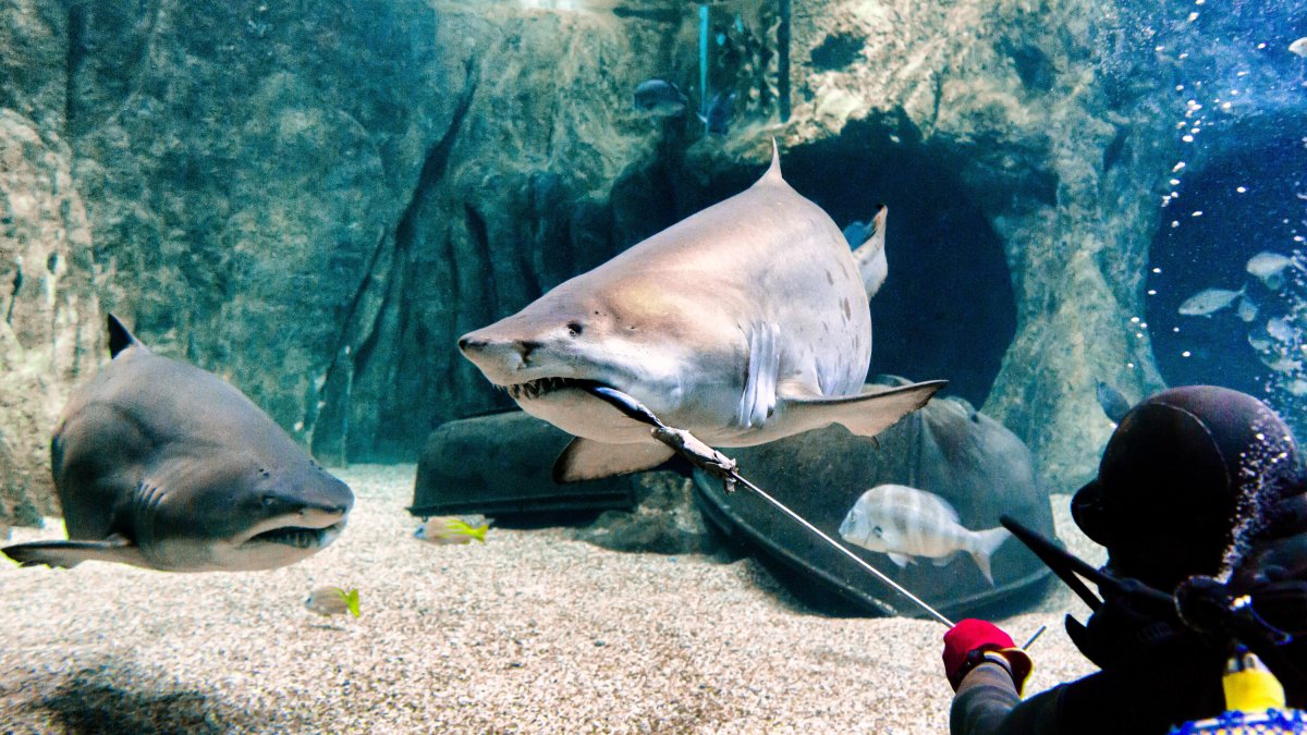 Los especímenes de tiburones con los que se puede nadar en el acuario.