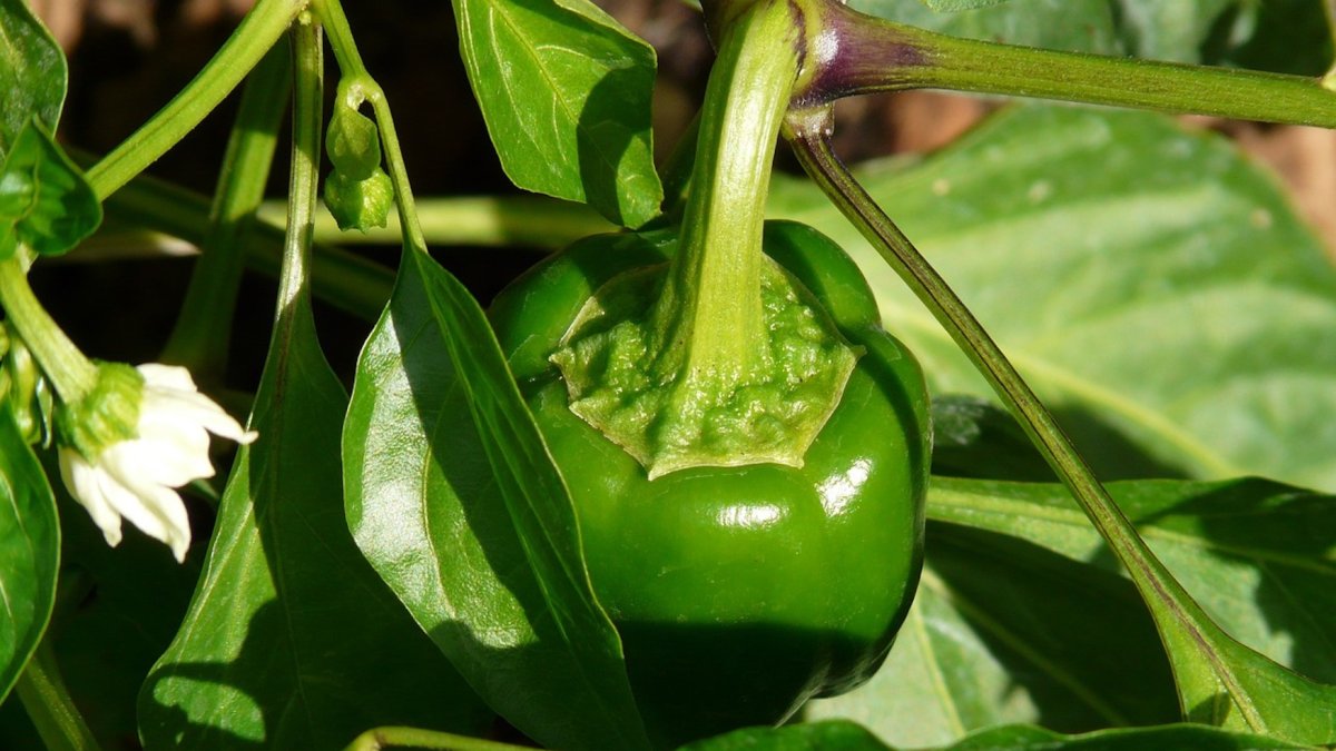El virus del moteado suave del ají picante (Chili pepper mild mottle Virus, CPMMoV) es un patógeno que afecta a cultivos de pimiento