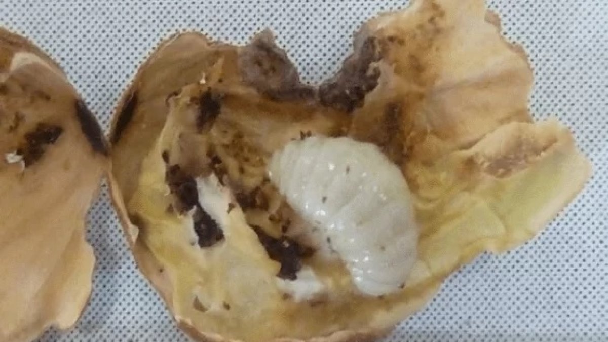 Larva de Avispilla del almendro – Fuente MAPA