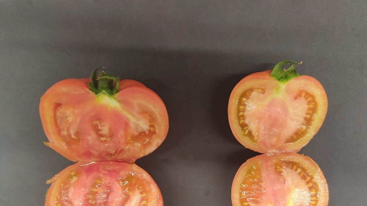 Comparativa de tomate con fertilización tradicional (derecha) y con los comprimidos patentados (izquierda).