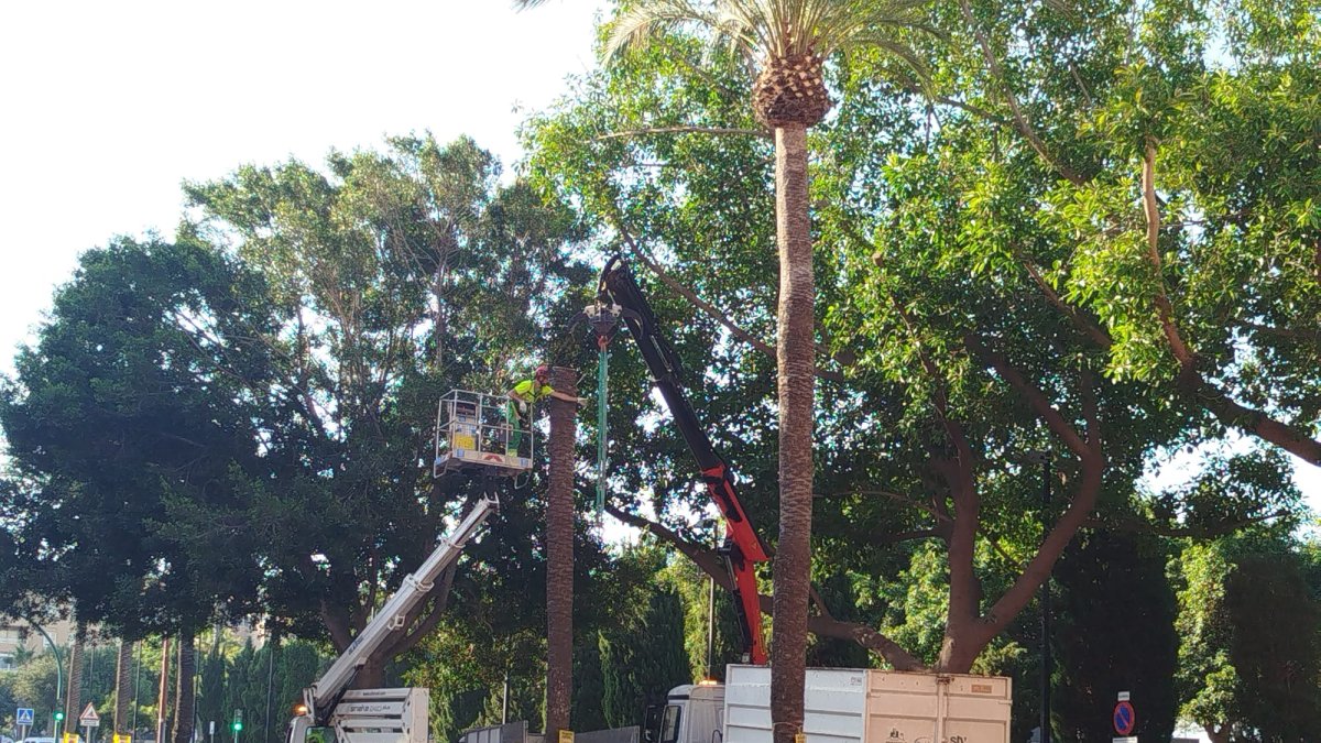 Momento de la retirada de uno de los ejemplares de palmera que quitaron en la Avenida Cabo de Gata