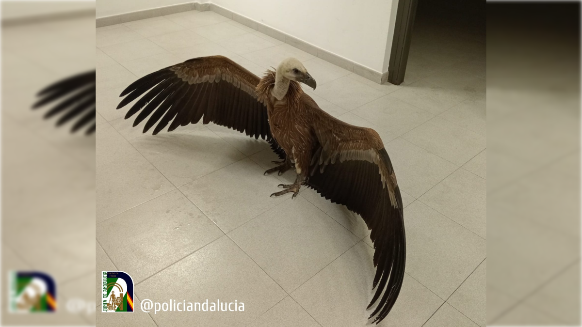 El buitre recuperado por la Policía Nacional de Andalucía.