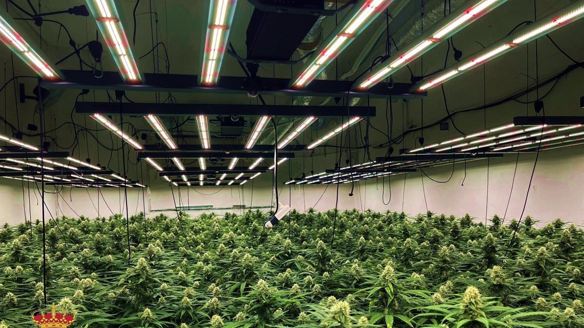 Plantaciones de marihuana halladas en Vícar.