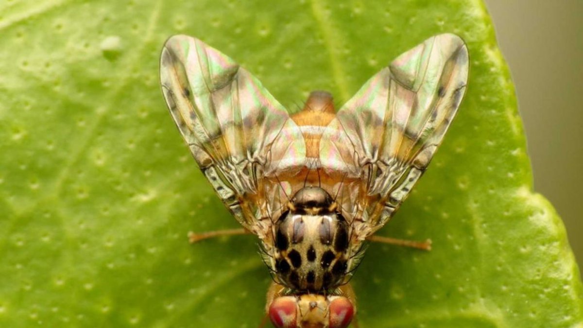 Los machos se vuelven insensibles al peligro físico a medida que se involucran más en el cortejo y el apareamiento