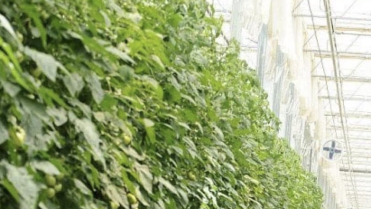 Cultivo hidropónico de tomate