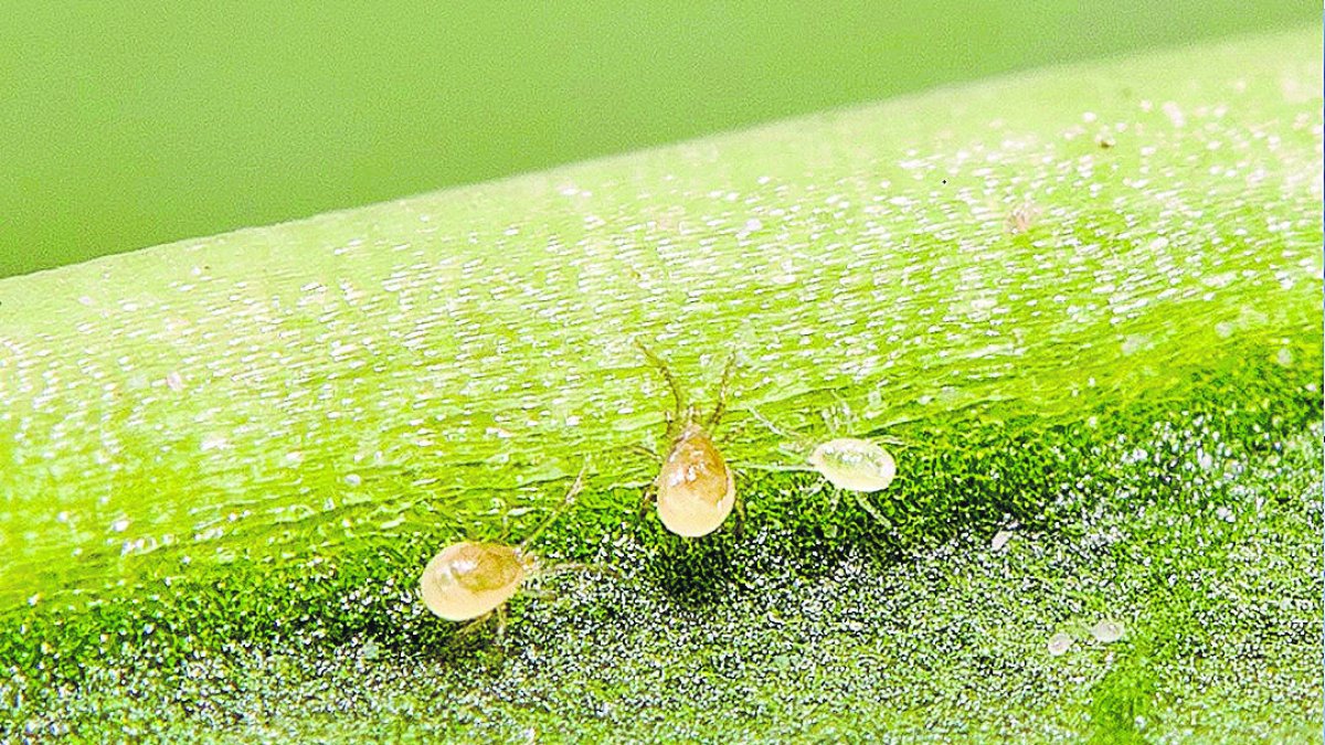 PHYTOplus: La nueva propuesta contra araña roja de Agrobío aporta ventajas en todos los aspectos.