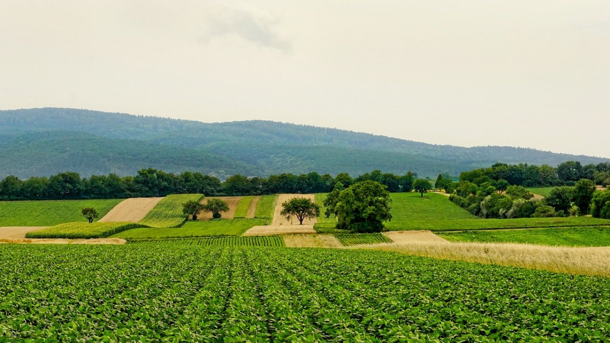 El Día Mundial de la Agricultura se celebra el 9 de septiembre para conmemorar la fundación de la Organización Mundial de Agricultura y Alimentac