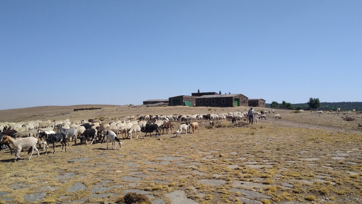 Herminio López, en Casa Tejada, con sus perros y su rebaño al fondo