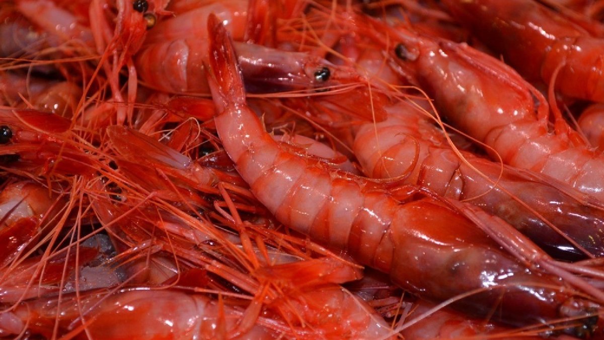 Gamba roja de Garrucha.